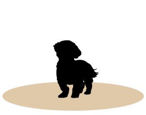 small dog standing on a circle